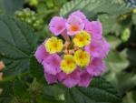 A flower
