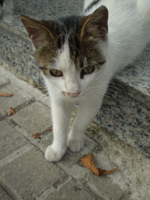 A cat
