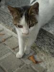 A cat