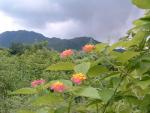 DSCF0109