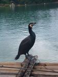 DSCF0094